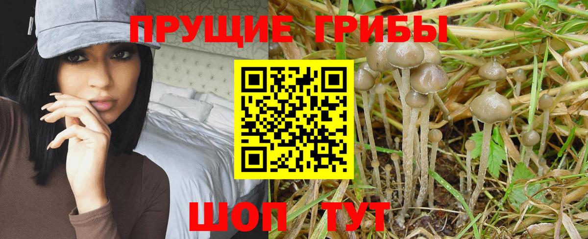 сколько стоит  Галлюциногенные грибы GOLDEN TEACHER  Вход с VPN  Павловский Посад 